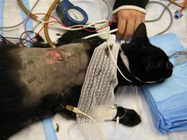 cat during surgery