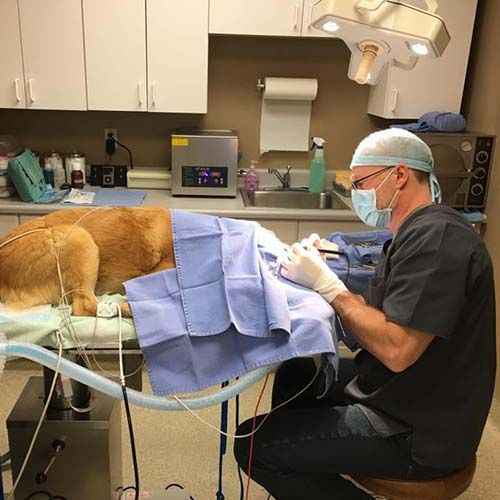 pet-surgery