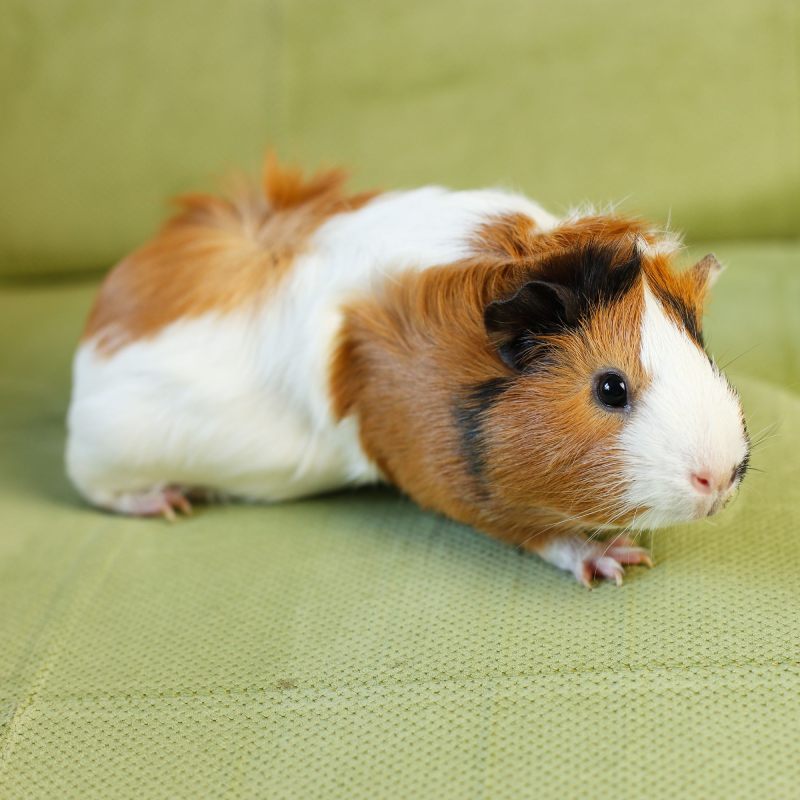 Tricolor guinea pig with brown, black, and white fur sitting on a green fabric surface