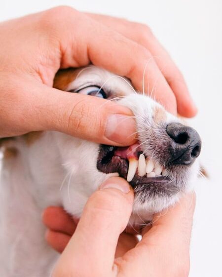 pet dental care